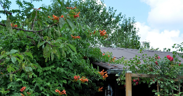 Dārziņu lietas